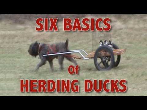 วีดีโอ: 8 สายพันธุ์ Herding ยอดนิยมที่คุณต้องรู้