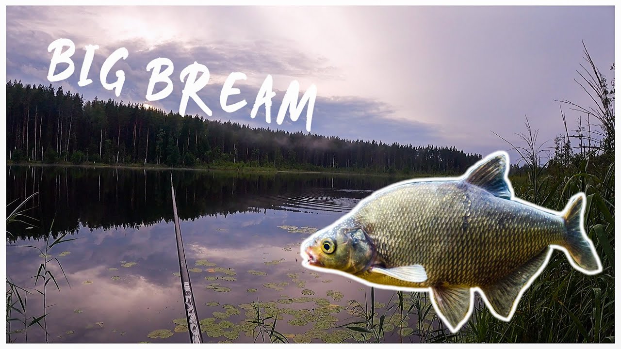 FLOAT FISHING FOR BREAM ON A MYSTERIOUS LAKE(BALTICS) YouTube