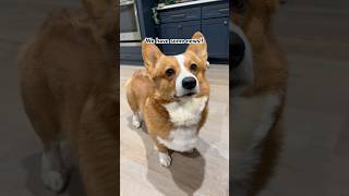 Big news!!💕🪿#crumpetsthecorgi#geese#corgi#bird#farm#goose#fyp#eggs#cute#subscribe