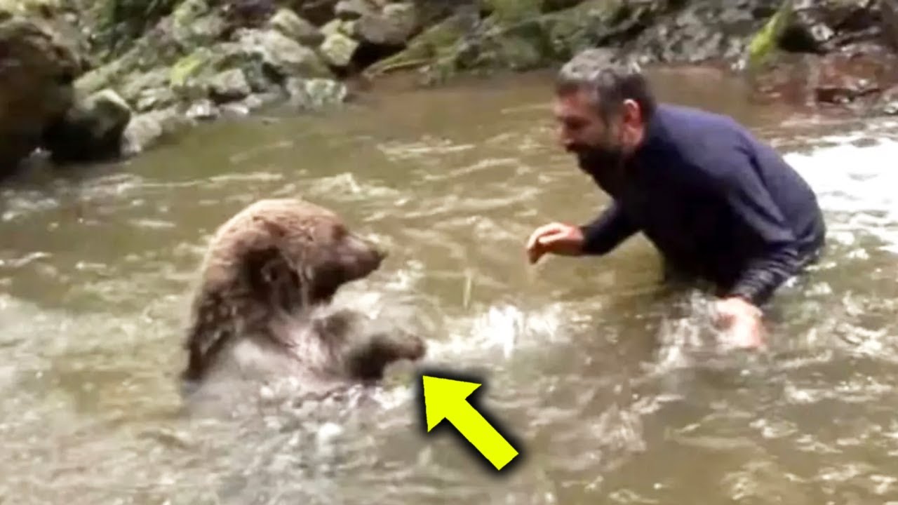 Mama Bear Does This After Man Saves Drowning Cubs This Mama Bear Pleads To Man To Help Save Her Drowning Cubs - YouTube