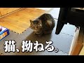 猫が拗ねた！その理由とは…！？