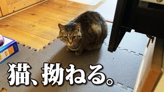 猫が拗ねたその理由とは…