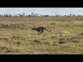 Ol pejeta leopard release