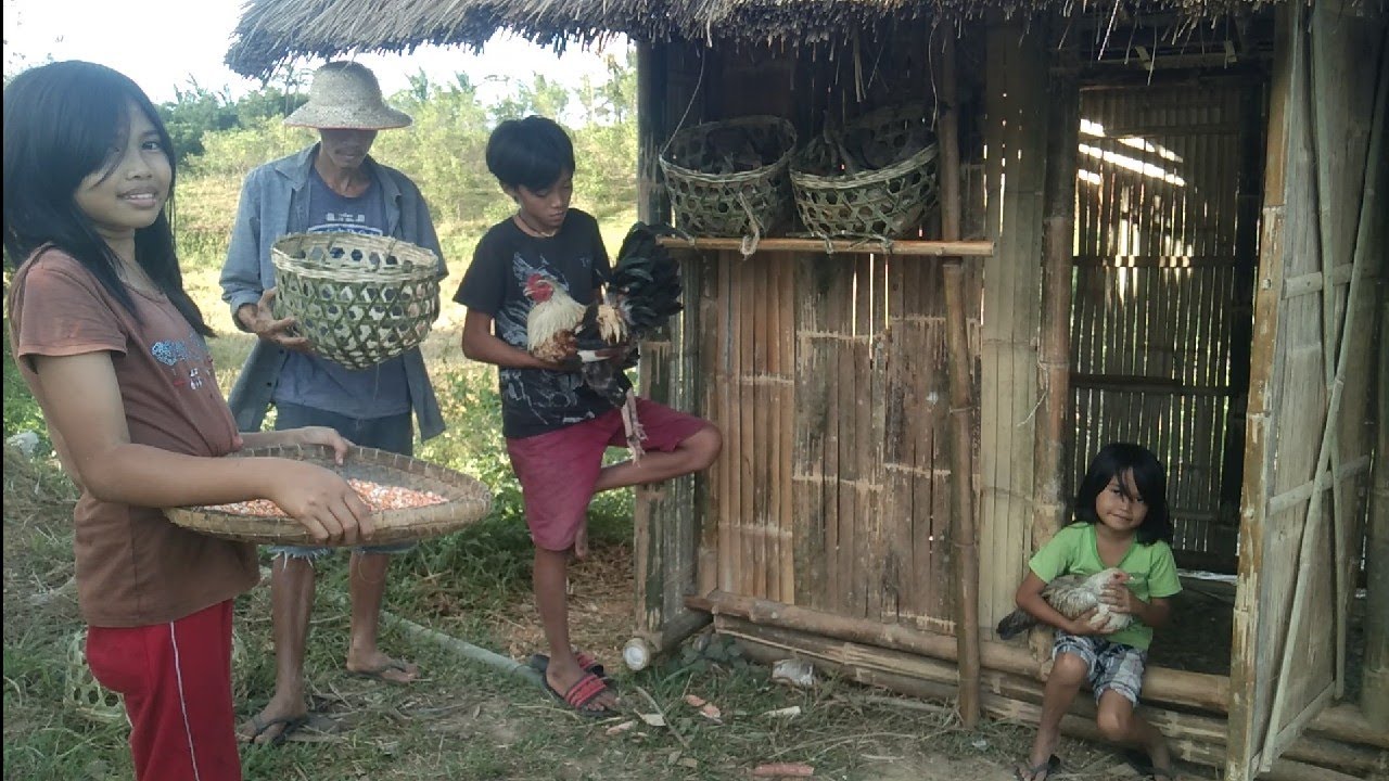 what a busy day?!weave bamboo chicken nests  and harvesting corn to feed the chicken.