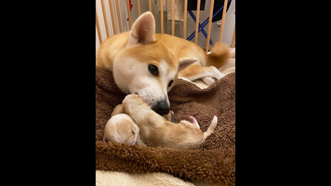 Hund Akita Inu Mango 3 Die Welpen kommen YouTube