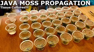 How to Propagate Java Moss!!! | Tissue Culture Java Moss Experiment!!!