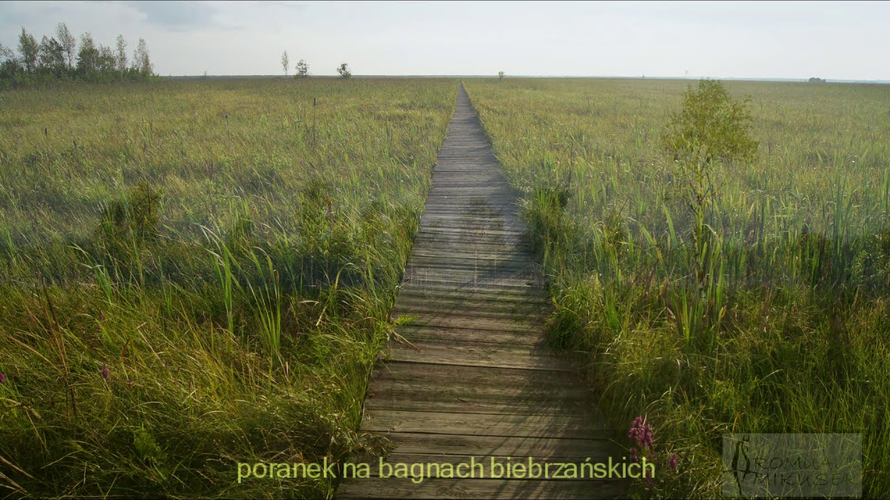 Głosy ptaków na torfowiskach Biebrzańskiego Parku Narodowego / Birds songs on Biebrza Marshes