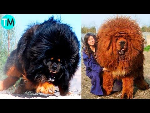 Video: El Chow Chow: una raza de perro maravillosa y leal