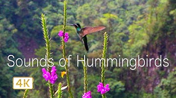 Hummingbirds ~ Magic creature, 4K. The Sounds of Hummingbirds with relaxation music.