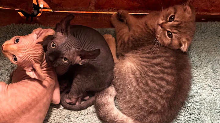 Video 6015741: kittens pets sphynx scottishfold, fight kittens pets sphynx, sphynx cats kitten pets