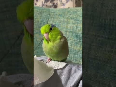 Sweet little parrotlet lifts his wings as he whistles