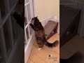 These Kittens Think They’re Comedians 😂