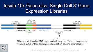 Inside 10x Genomics: Single Cell 3’ Gene Expression Libraries Wealth