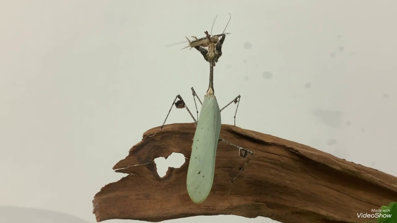 Cibylla pretiosa 羽化 Crpytic mantis - YouTube
