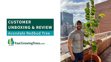 Avondale Redbud | Unboxing & Review from FastGrowingTrees.com