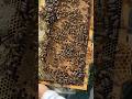 The girls have been busy!! Starting to see lots of burr comb🍯🐝 #farmher  #honeycomb #queenbee