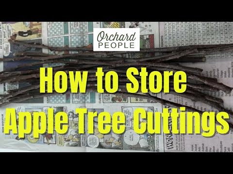 Proper Techniques for Storing Apple Tree Cuttings (Scion Wood)