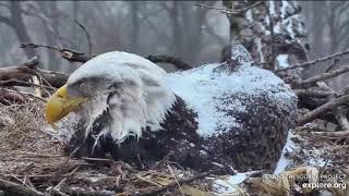 Decorah Eagles~It's Snowing on Mom-4.3.20