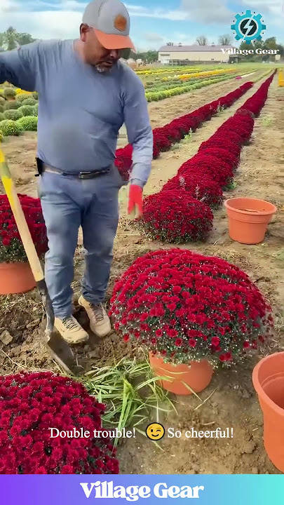 This Gardener's Got Flower Magic! 🌸✨ And She's SO Happy! #gardening #flowers #chrysanthemums