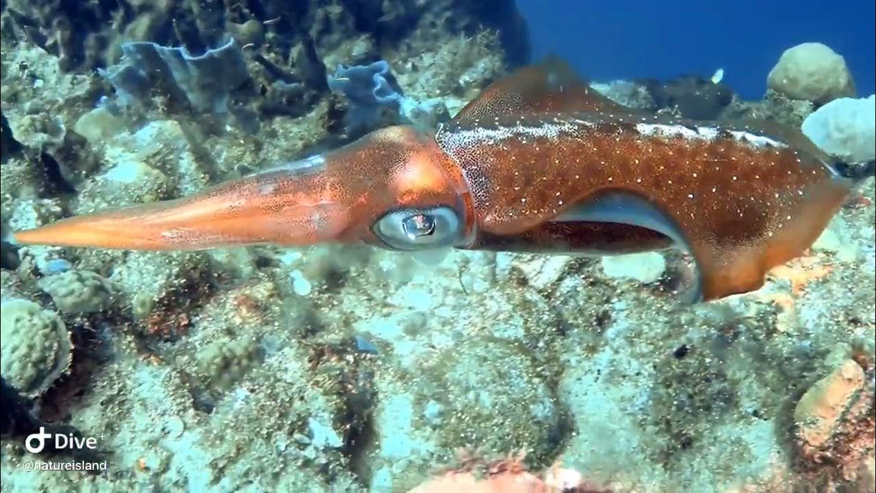 Squid laying eggs - YouTube
