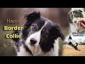 Border collie faqs the most common questions ive heard
