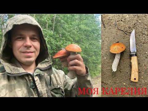 ГРИБНАЯ ПОРА В