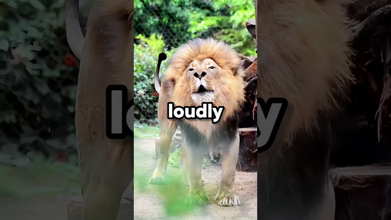 Why are Ligers so Big? 😳