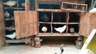 Pigeon cage updates in Tamil | Found best medicine for pigeon pox | Good Result | Pet Pigeon