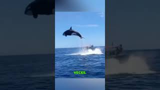 ¡Increíble Pero Cierto! 😱🐋 Las Orcas Están Hundiendo Barcos