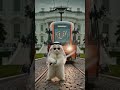 “VIP Cat 😎🚀 ট্রেন থামিয়ে দিল! 😂 | AI Viral Cat #dubailife #dubai #bosscat #cutec