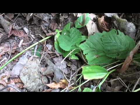 wild-edibles:-digging-up-and-identifying-apios-americana-(indian-potato)