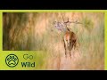 I'm the Best Iberian Red Deer - Go Wild