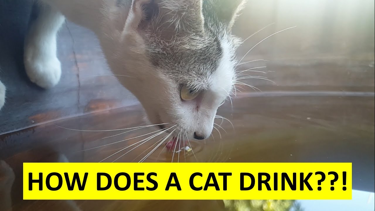 HOW DOES A CAT DRINK A Slo mo Video YouTube how-does-a-cat-drink-a-slo-mo-video-youtube