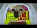 Dog MRI | Studying The Dog Brain | Inside the Animal Mind | BBC Earth