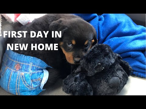 Bringing Home Our New German Rottweiler Puppy | 7 Weeks Old