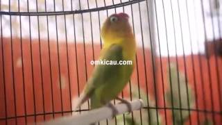 Suara konslet ngekek panjang lovebird Kusumo - Blog Om Kicau