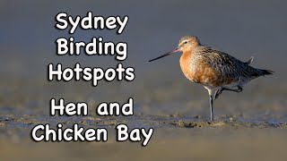 Sydney Birding Hotspots - #23 Hen and Chicken Bay