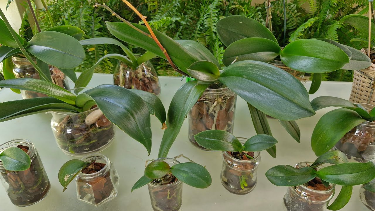 COMO EU CULTIVO ORQUÍDEA PHALAENOPSIS NO VIDRO COM SUBSTRATO