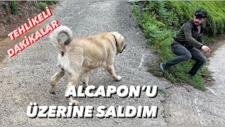 Alcaponu Sevmeye Gelen Adamin Üzeri̇ne Saldim Adrenali̇n Tavan Yapti 