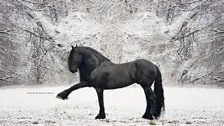 Albert | Friesian Stallion