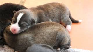 Adorable puppies has two day E/P3