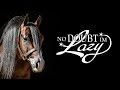 No Doubt Im Lazy: 2006 Bay AQHA Stallion