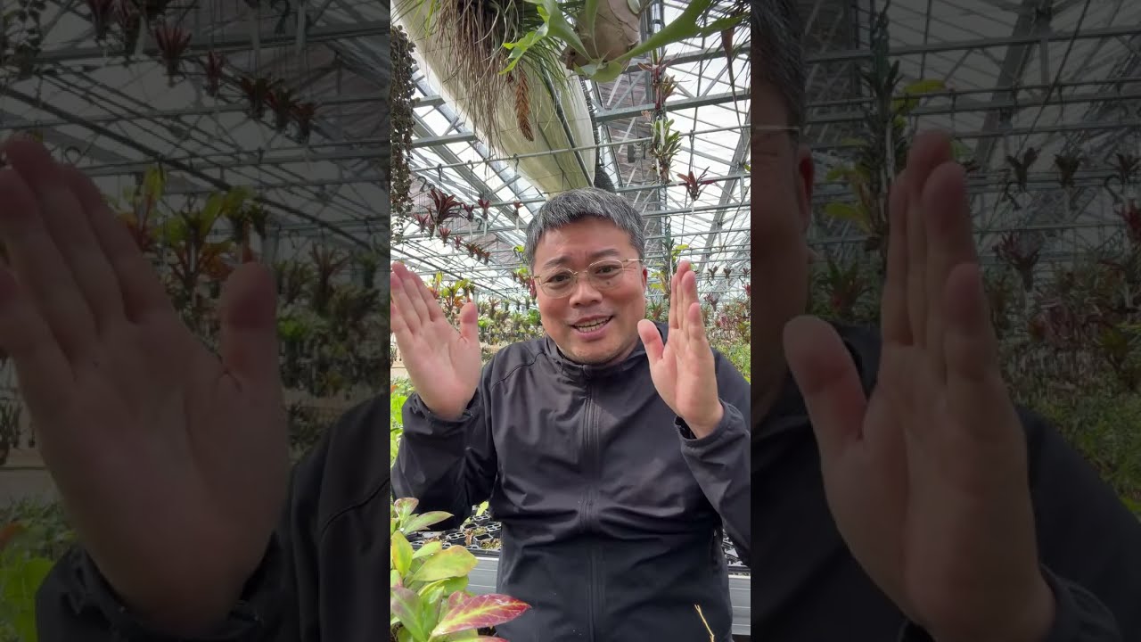 ホヤを集めたい