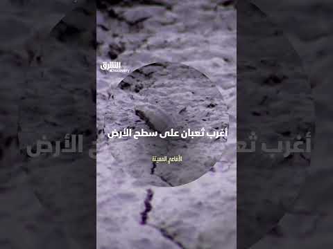 أغرب ثعبان على سطح الأرض