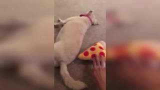 УГАРНЫЕ ЖИВОТНЫЕ 2018 ОКТЯБРЬ 👀...