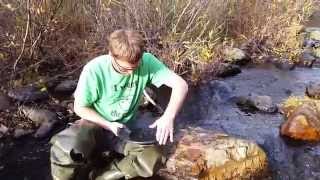 A good day's take of gold from the yuba river in california motherlode