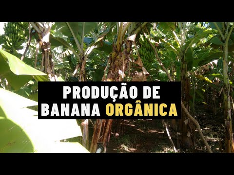 Vídeo: Lembrança Do Sabor Da Banana Orgânica E Da Manteiga De Amendoim Da Yoghund - Lembrança De Petisco De Cachorro