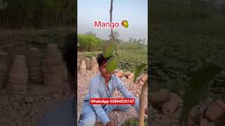 #viralvideo #farming #fruit #mango #followme #video #farming #viralvideo