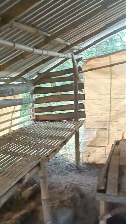 Goat Housing #shorts #kambing #goat (please like and subscribe) 👍👍👍  @The Weekend Farmer PH ​