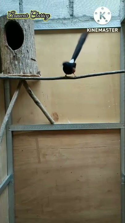 Suara Murai Batu Betina Birahi Memanggil Murai Pejantan Siap Untuk Diternak #shortvideo #viral